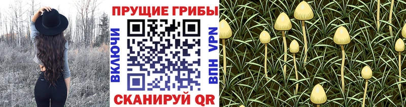 omg маркетплейс  Талдом  Псилоцибиновые грибы Magic Shrooms 